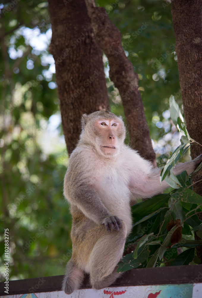 Wild monkey among the half construction half natural and behave naturally. Raw and wild Wild monkey among the half construction half natural and behave naturally. Raw and wild