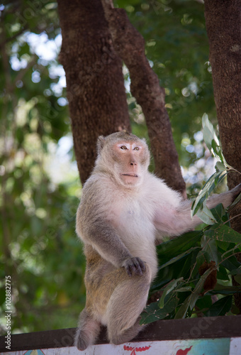 Wild monkey among the half construction half natural and behave naturally.  Raw and wild