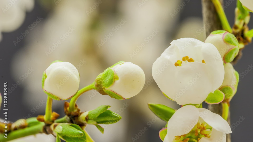 Wild plum flower blossoming / time lapse video of a wild plum flower growing on a blue background