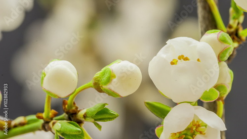 Wild plum flower blossoming / time lapse video of a wild plum flower growing on a blue background