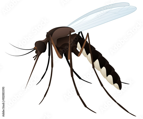 Vector illustration of a mosquito.