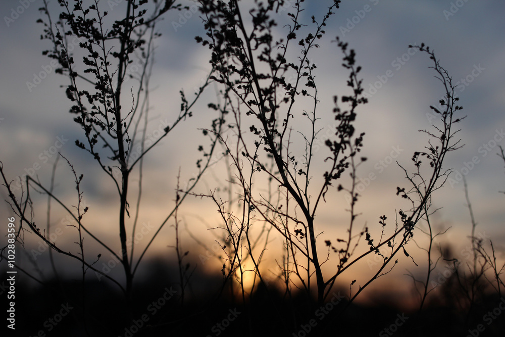 branches against setting sun branches against setting sun