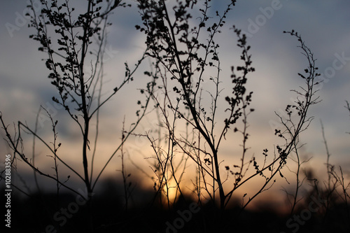 branches against setting sun