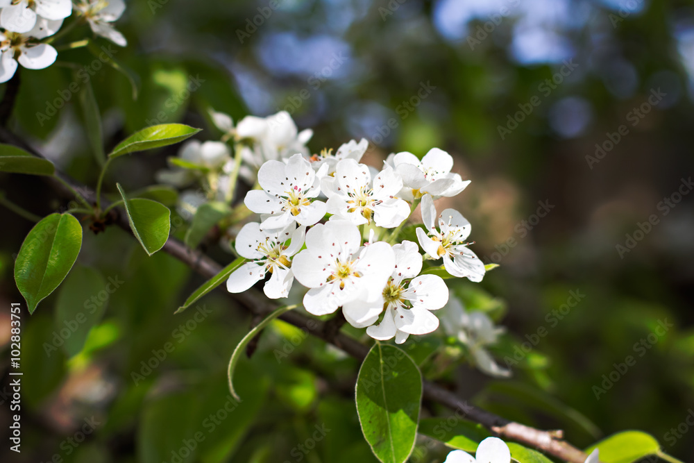 Apple Spring white flowers on a tree branch. Apple tree in bloom. Spring, seasons, time of year. White flowers of Apple tree Apple Spring white flowers on a tree branch. Apple tree in bloom. Spring, seasons, time of year. White flowers of Apple tree