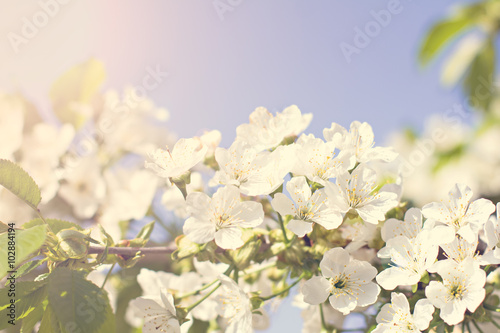 Apple Spring white flowers on a tree branch. Apple tree in bloom. Spring, seasons, time of year. White flowers of Apple tree