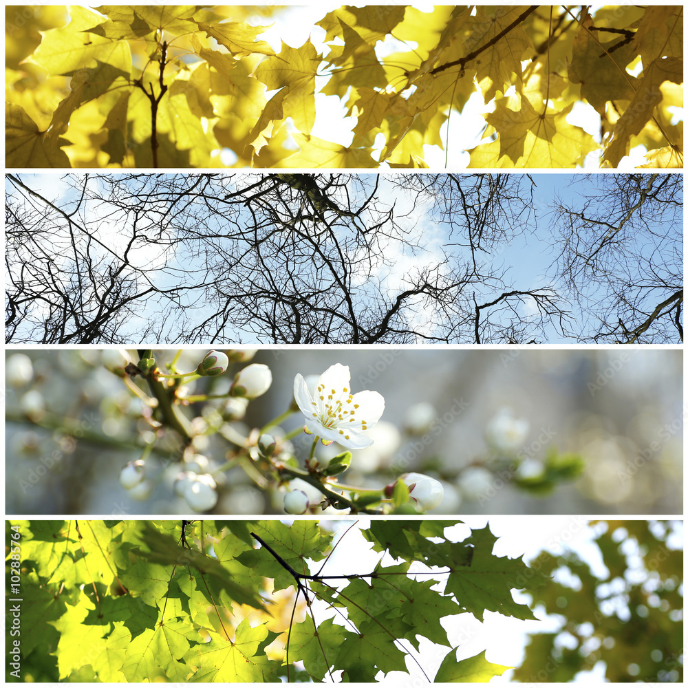 Four seasons collage: several photos of beautiful trees at different ...