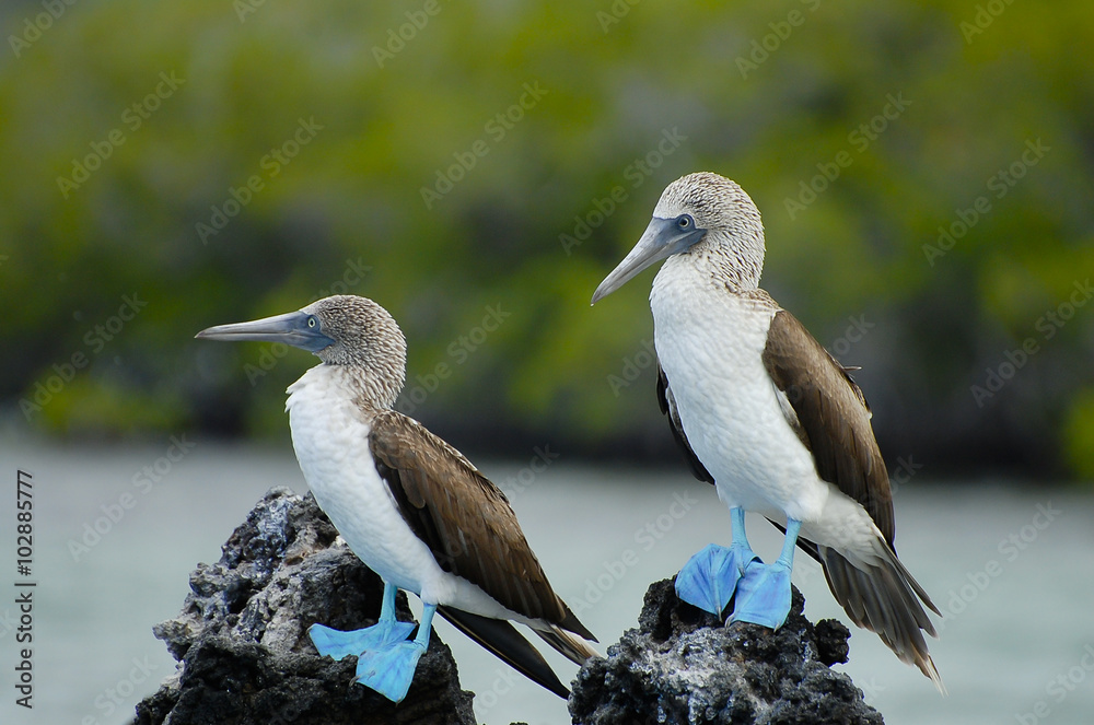 Fototapeta premium Blue Footed Boobies - Galapagos - Ecuador
