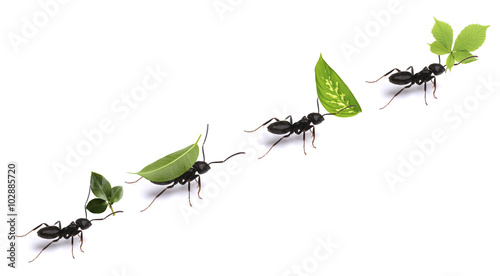 Small ants carrying green leaves, isolated on white. photo