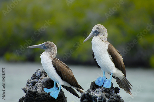 Blue Footed Boobies - Galapagos - Ecuador