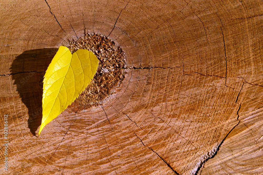 Yellow leaf on wooden textured background