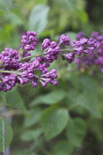 Close up of lilac buds on branch