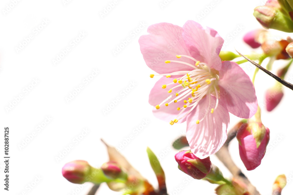 Naklejka premium Japanese cherry blossom blooming in the white #2