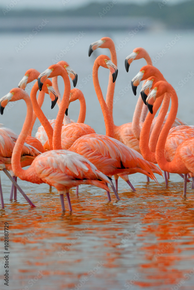 Naklejka premium Greater Flamingos,phoenicopterus roseus, standing in the river 