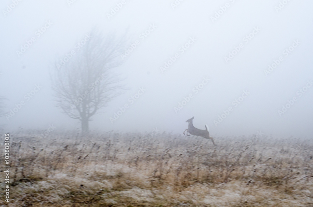 Fototapeta premium A whitetail deer runs through a meadow in Dolly Sods Wilderness in the Monongahela National Forest, West Virginia.
