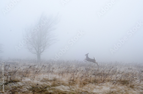 A whitetail deer runs through a meadow in Dolly Sods Wilderness in the Monongahela National Forest, West Virginia. photo