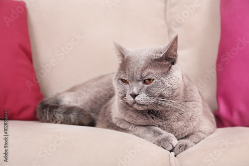 Beautiful grey cat on sofa with pink pillows, close up