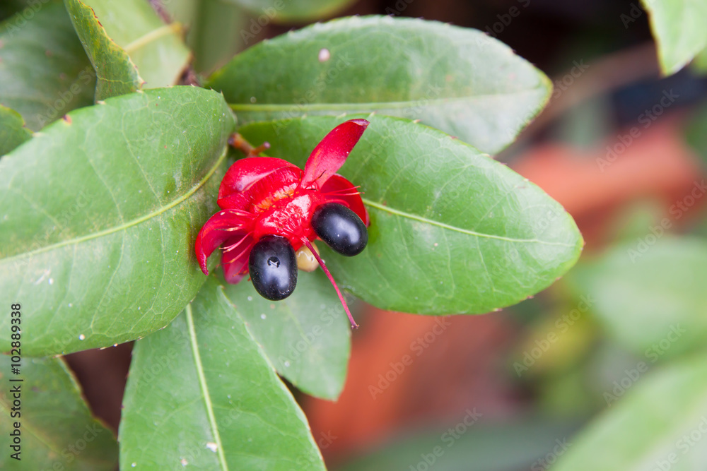 Mickey Mouse flower plant Mickey Mouse flower plant