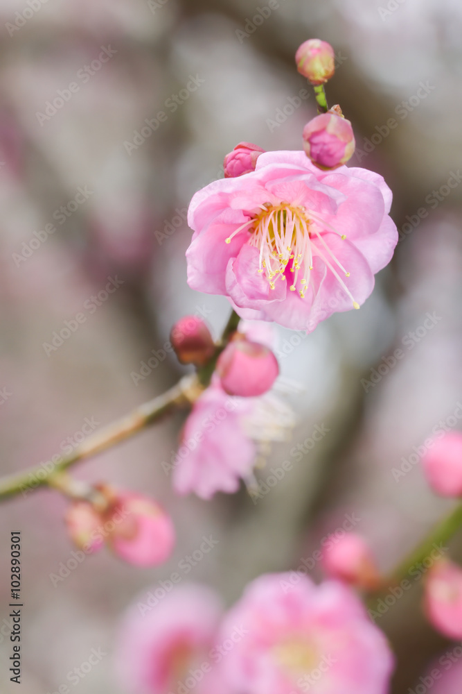 Japanese plum blossoms

