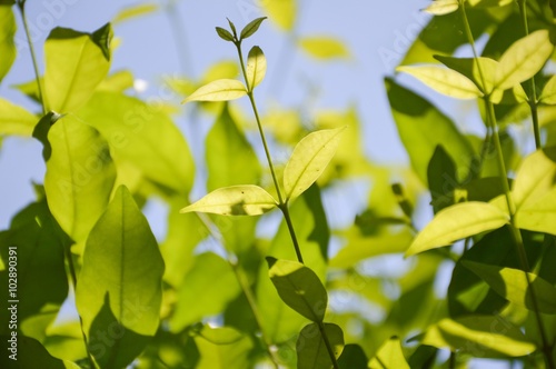 fresh green Wrightia religiosa Benth leaves