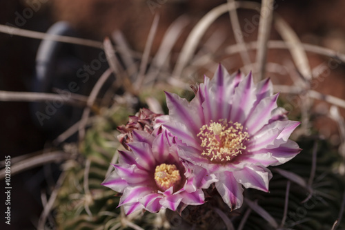 White, pink and yellow cactus flower, Stenocactus crispatus , Echinofossulocactus blooms in a desert garden. photo
