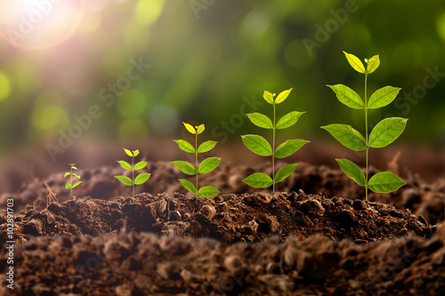 Obraz na plátně plant growing