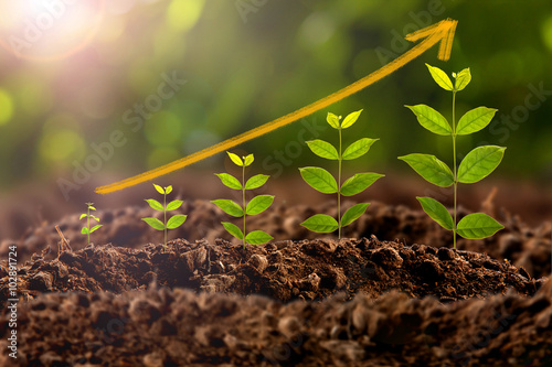 Obraz na plátně plant growing
