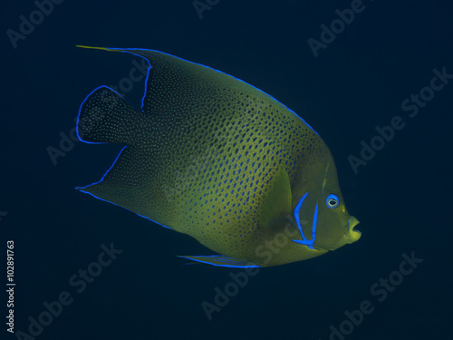 Semicircle angelfish © dynamofoto