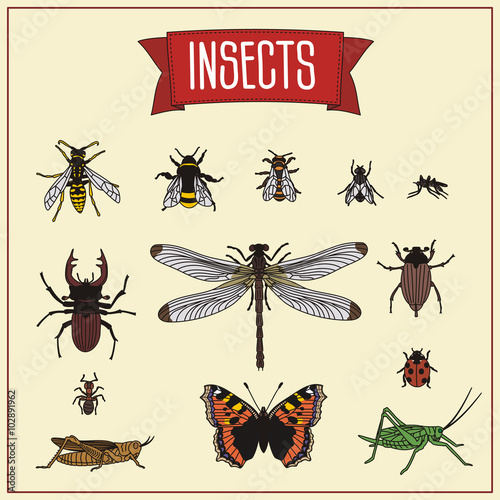 set isolated insects