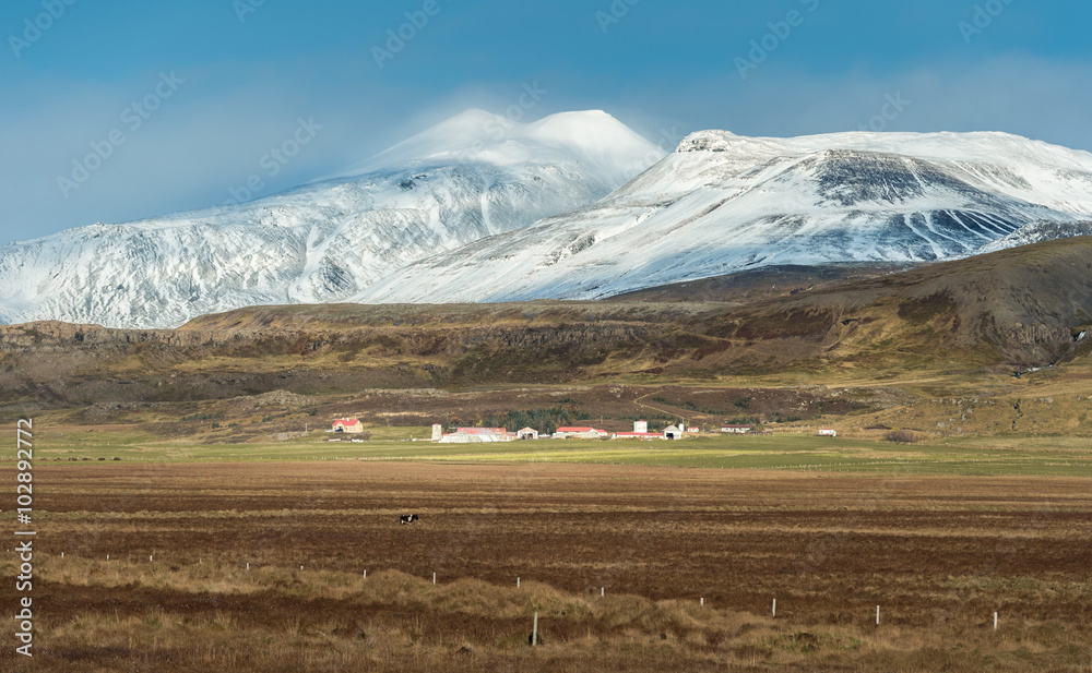 Group of barn in yellow field with snow mountain range background in shiny day autumn season Iceland