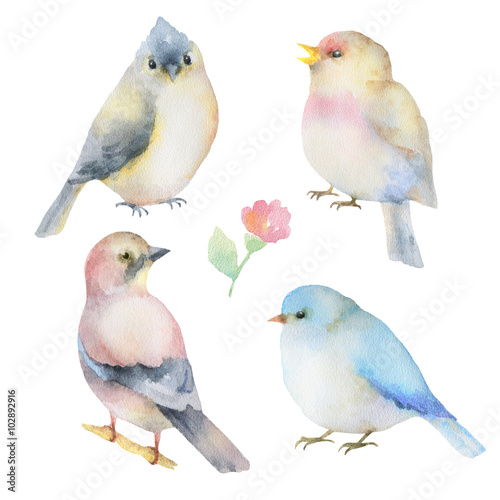 Watercolor set of birds. 