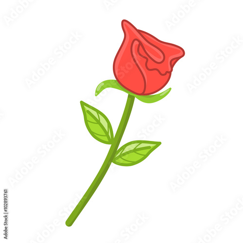 red rose isolated illustration