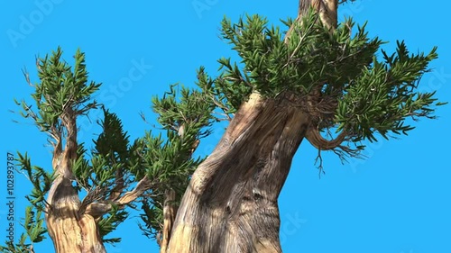 Bristlecone Pine Two Thick Truncks Windy Day Green Long Narrow Leaves Are Fluttering Crown in Summer Computer Generated Animation photo