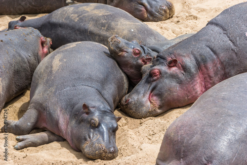 Flußpferde schlafen im trockenem Mara Flußbett