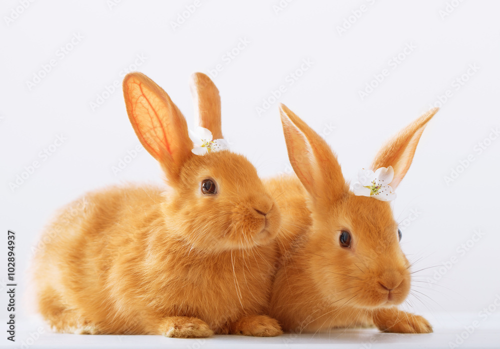 red rabbits on white background red rabbits on white background