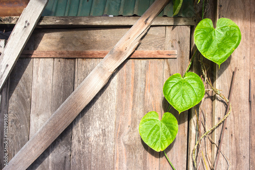 Wooden old wall with heart shape of leaves.