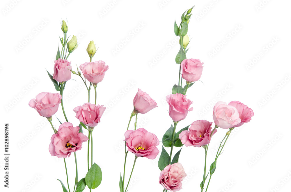 Beautiful pink eustoma flowers isolated on white background