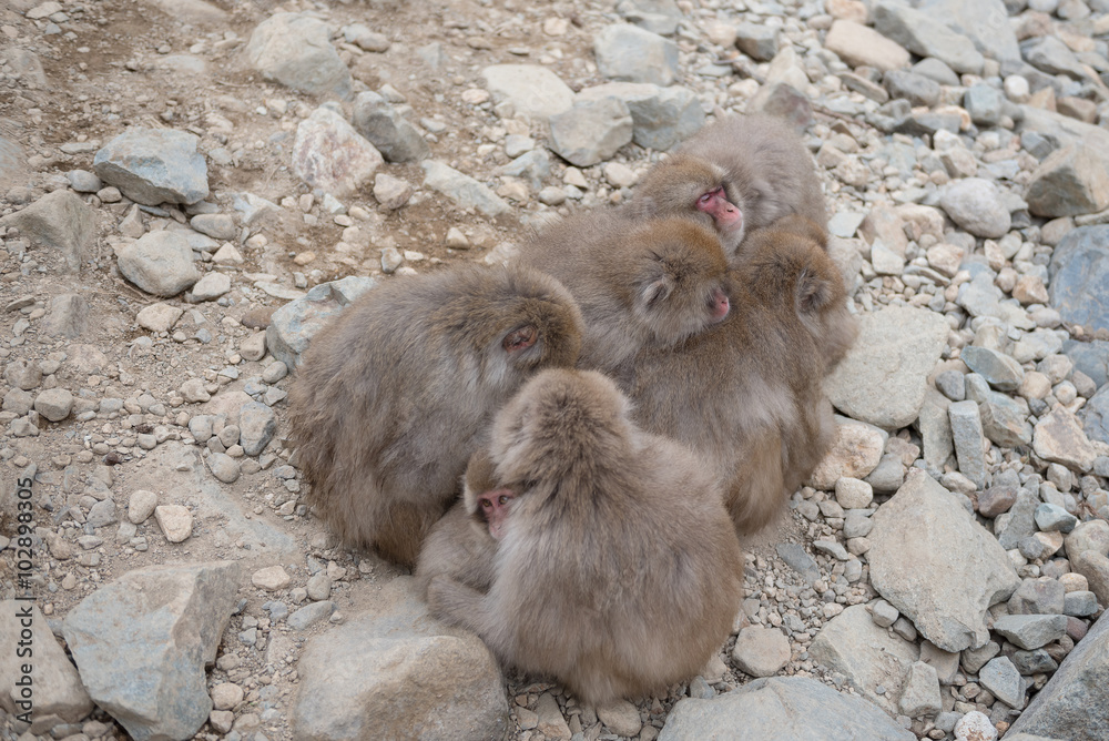 Japanese snow monkeys in cold feeling, Jigokudani Wild Monkey Park, Yamanouchi-machi, Nagano ken, Japan. Japanese snow monkeys in cold feeling, Jigokudani Wild Monkey Park, Yamanouchi-machi, Nagano ken, Japan.