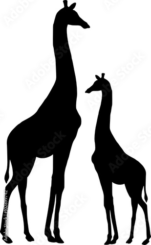 two giraffes 