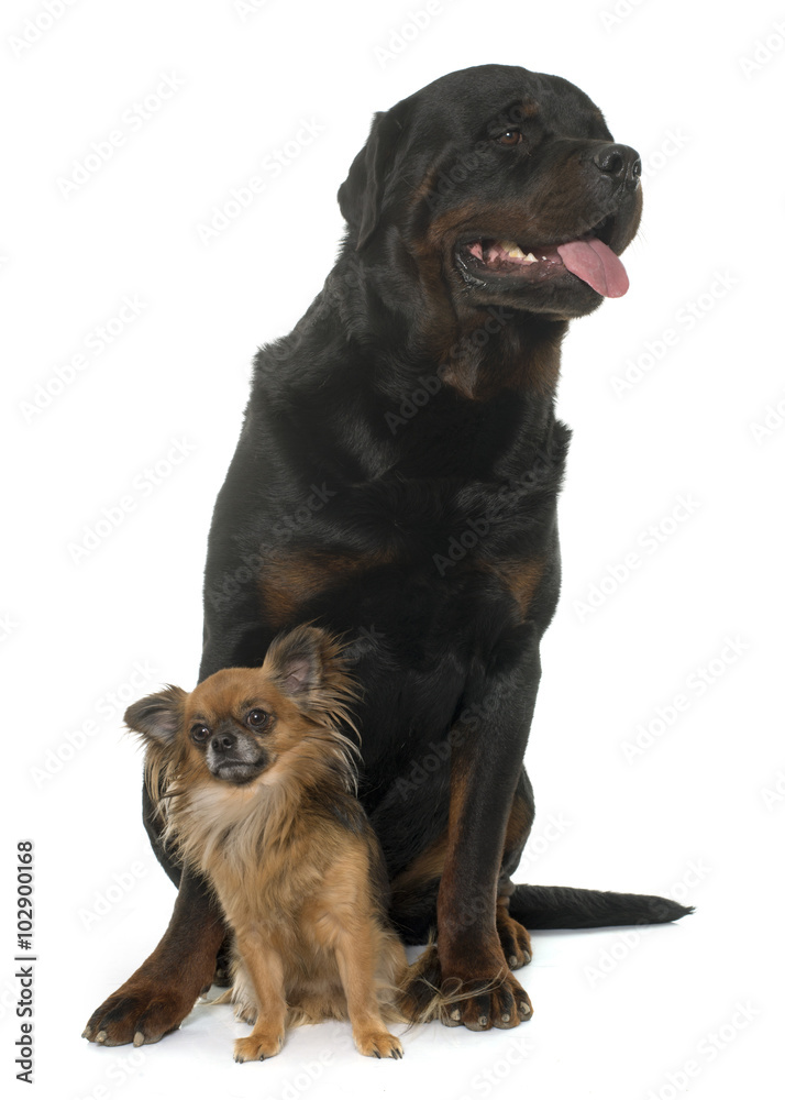Obraz premium chihuahua and rottweiler