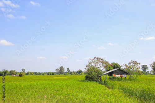 Cottage and green paddy field with blue sky. Nature composition