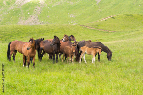 Horses protect foals