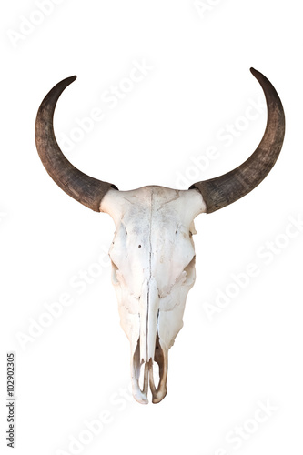 Bull Skull isolated on white background