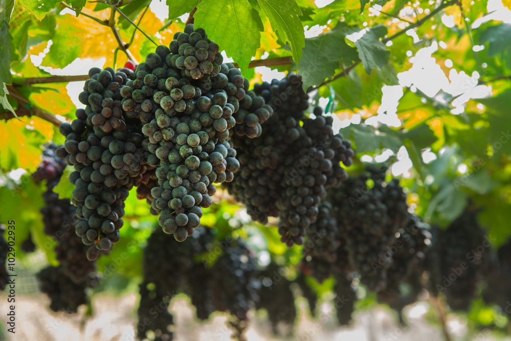 Black grape in the organic vineyard in Thailand