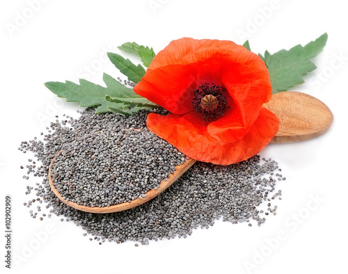 Poppy seed with poppy flowers