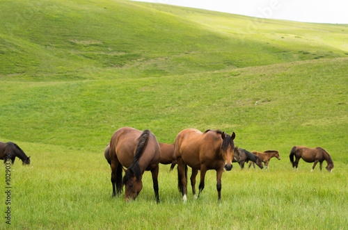 Brown horse in a beautiful location in the mountains