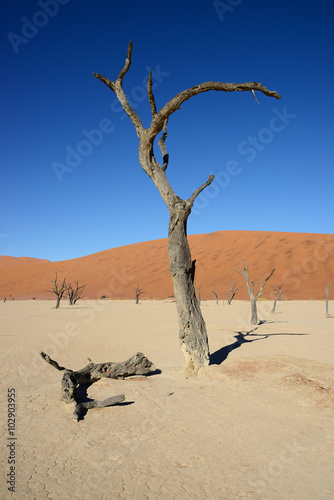 Dead Vlei  Sossusvlei  Namibia