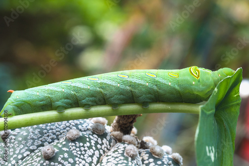 Close up green caterpillar eating green leaf