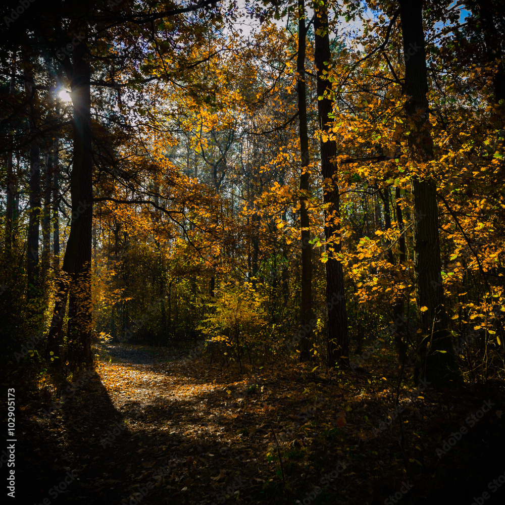 Fototapeta premium las