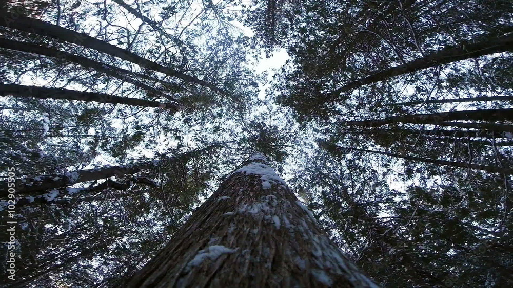 Impressive Slow Motion POV Footage of a Tree Falling down during Winter
