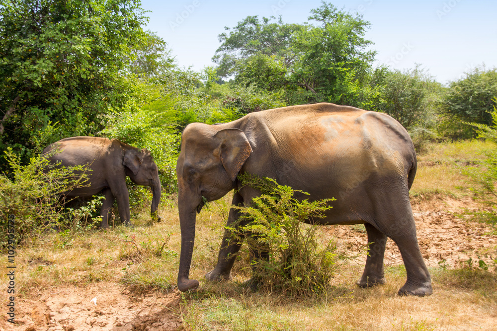 Fototapeta premium elephant